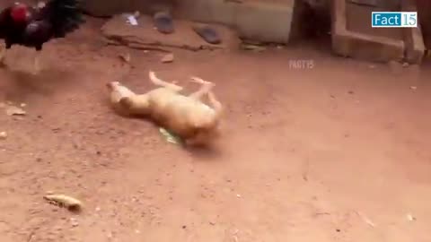 Funny animal movement you never missed 🤣🤣🤣🤣