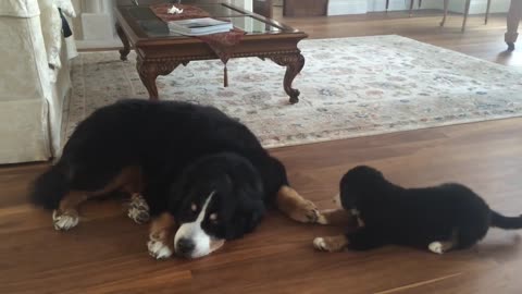 Bernese Mtn Dog Puppy Says Good Morning