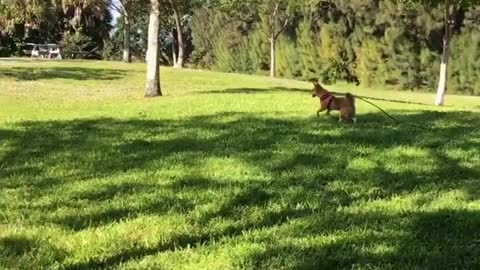 What happens when a dog wants to make friends with a pheasant