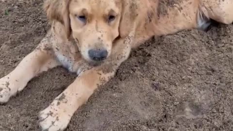 Digging Dog Buries Buddies