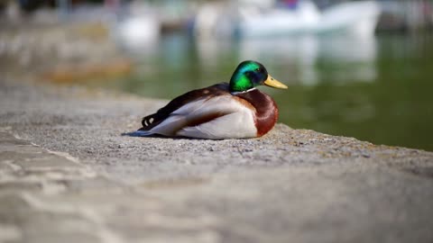 Swimming duck in water with fallen leaves 🍃 #flyingbirds044