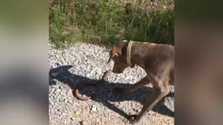 Dog save owner from rattlesnake