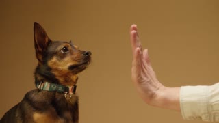 The Dog Gives Owner A High Five
