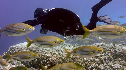 Beautiful Sea fish gang swimming with swimmer