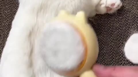 adorable cat video