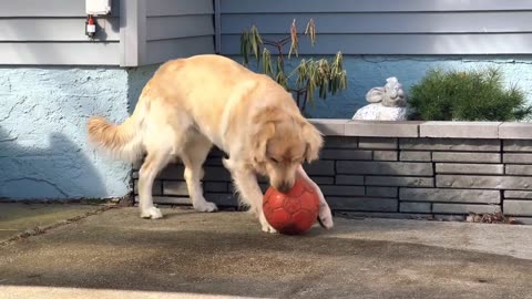 Red Ball sunny day _Golden retriever puppy paly with red ball