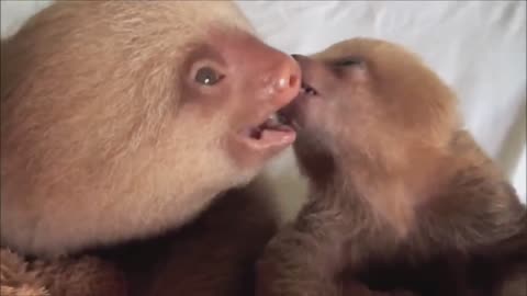 Sloth compilation, baby sloth compilations