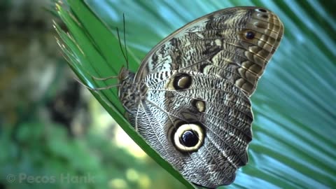 Beautiful butterflies