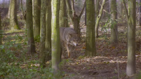 Wolf Walk