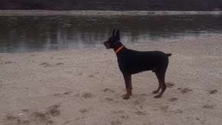 A Doberman named Jackson curiously watches the water and has fun on the beach