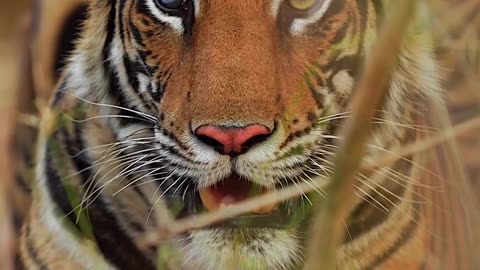 Fascinating captured tiger photography🐅