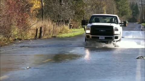 Salmon Fish Swimming in RoadsBear and Dog Catching Fish in Skokomish River