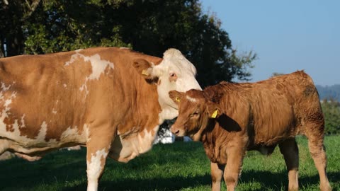 Exploring the Fascinating World of Cows: From Farms to Wildlife