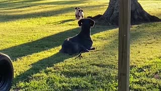 Great Dane Accidentally Scares Neighbor Puppies