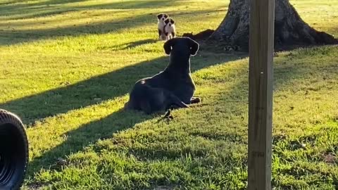 Great Dane Accidentally Scares Neighbor Puppies
