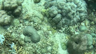 Freediving down to a beautiful sea slug in the tropical Philippines waters.