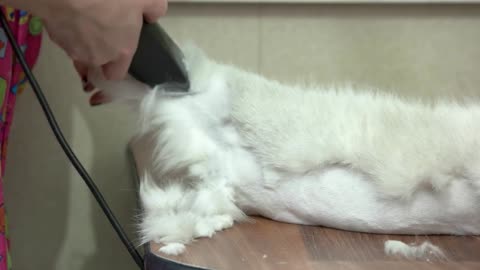 Cat getting haircut. Work of cat groomer