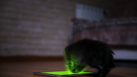 A little black kitten in the evening is playing with a screen tablet computer