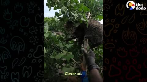 Guy Risks Life To Rescue Cats From Trees | The Dodo Heroes