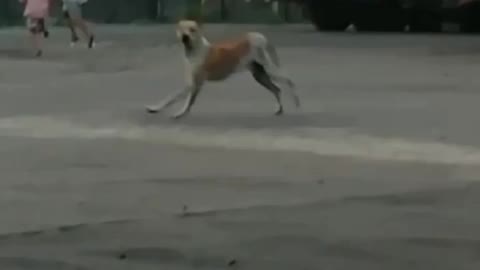 Funny dog ​​chase! Are you sure you don't want to watch it??
