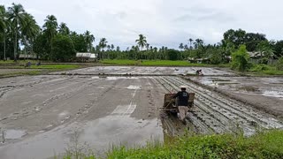 Planting in the Rice field