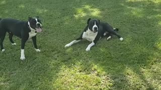 best friends playing .....