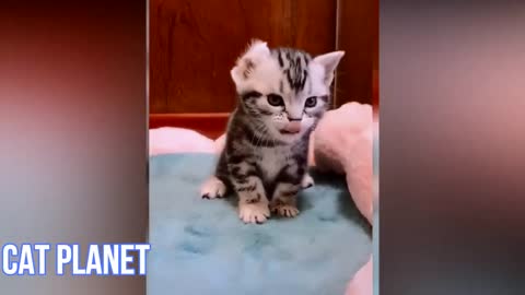 Cute & Funny Cat Videos To Keep You Smiling