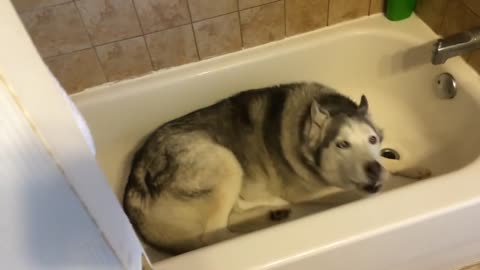 Stubborn Husky throws hilarious temper tantrum in the bathtub - Crazy/Funny Video
