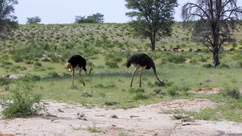 Animals of Africa 4K - Scenic Relaxation Film With Calming Music