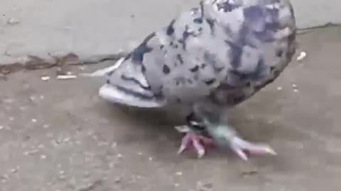 Beautiful pigeon