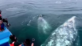 Magical moments with the gigantic gray whales