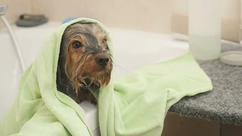 Funny wet puppy under the towel