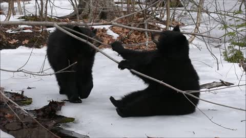 Bear photography,Bear care ,behavioral research,recordings/video ©Dawn L. Brown