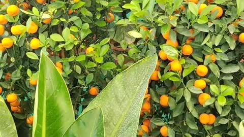 orange fruit