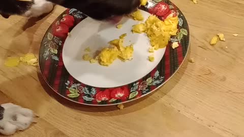 Momma Brindle eating eggs