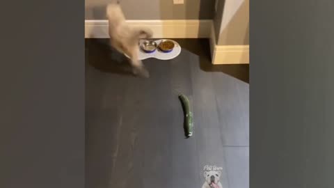 cucumbers scare the life out of cats