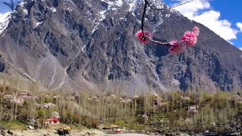 Blossom in Gilgit Baltistan 🌸 #blossom