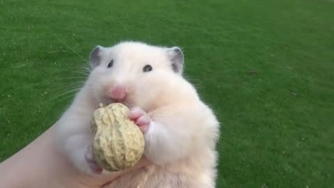 Big Hamster Going Outdoor with a Peanut