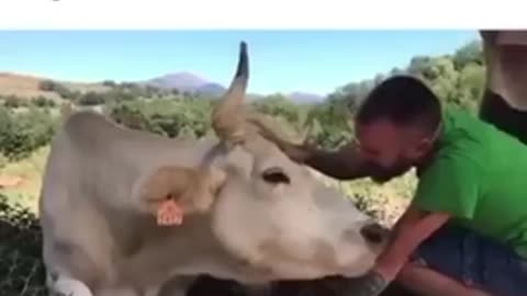 A cow rescued from slaughterhouse gives birth and thanks its savior