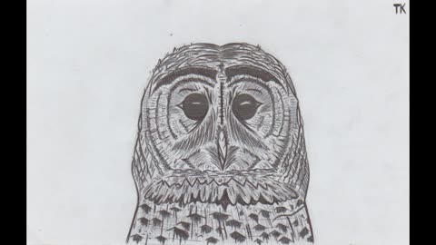 Owl Drawings!!!