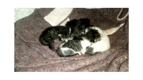 Animal welfare , cute little kittens new born