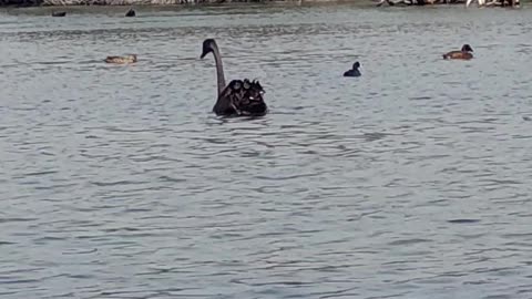 Black Swan