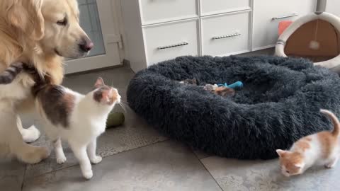 Mom Cat Shows Baby Kittens how to be friends with a Golden Retriever