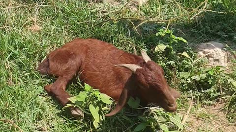 cute goat, how this one look so cute goat