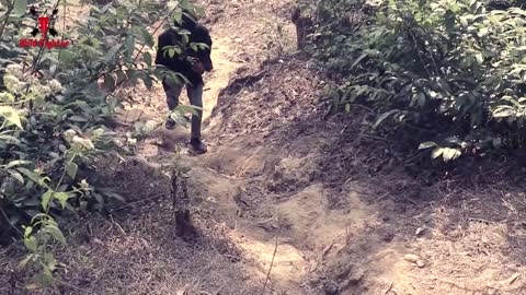 Tiger Attack Man in Forest _ Fun Made Movie by Wild Fighter