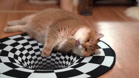 Hosico Cat vs Indoor Sinkhole (Can Cats See Optical Illusion)