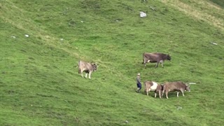 Cows fly over Swiss pastures in helicopter rescue