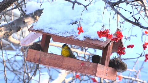Bluebird feeding during winter.