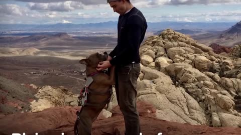 Pit Bull With SAD Past Goes On EPIC Hikes Now | The Dodo