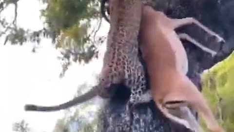 Leopard climbing Tree carrying